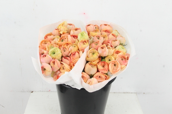 <h4>RAN SUCCES GRANPASTEL</h4>