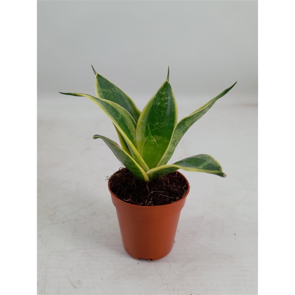 <h4>Sansevieria Hahnii 6 cm Super Hahnii(Decorum)</h4>