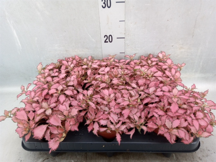 <h4>Fittonia verschaf. 'Pink Star'</h4>