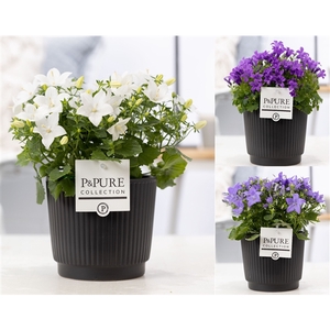 Campanula Mix Pure Liv