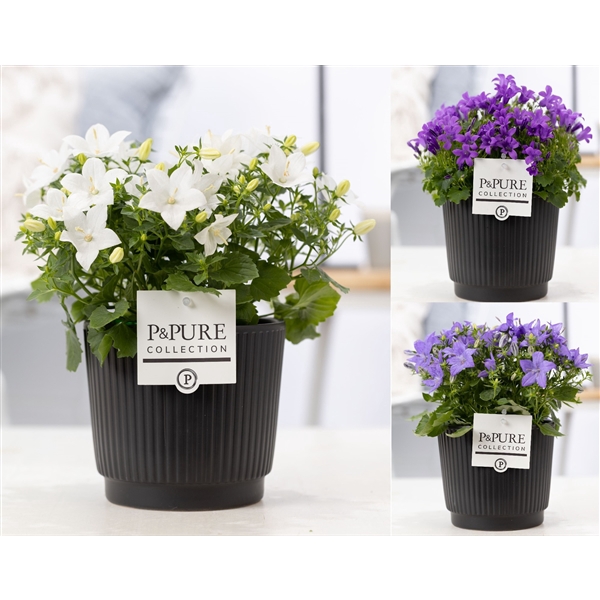 <h4>Campanula Mix Pure Liv</h4>