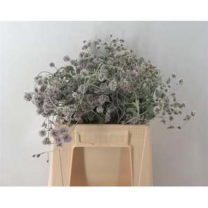 PTILOTUS OBOVATUS CM 40