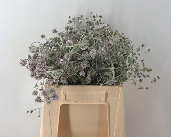 <h4>PTILOTUS OBOVATUS CM 40</h4>