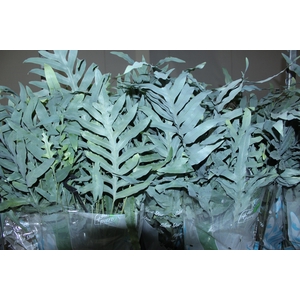 PHLEBODIUM BLUE STAR C21