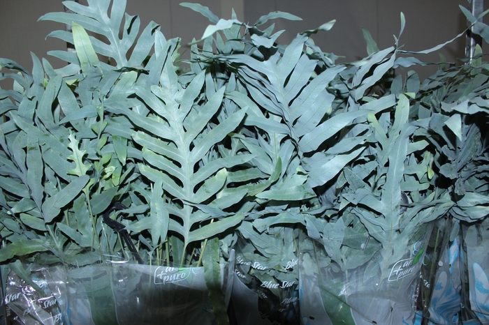 <h4>PHLEBODIUM BLUE STAR C21</h4>