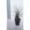 Miscanthus sinensis Red Cloud