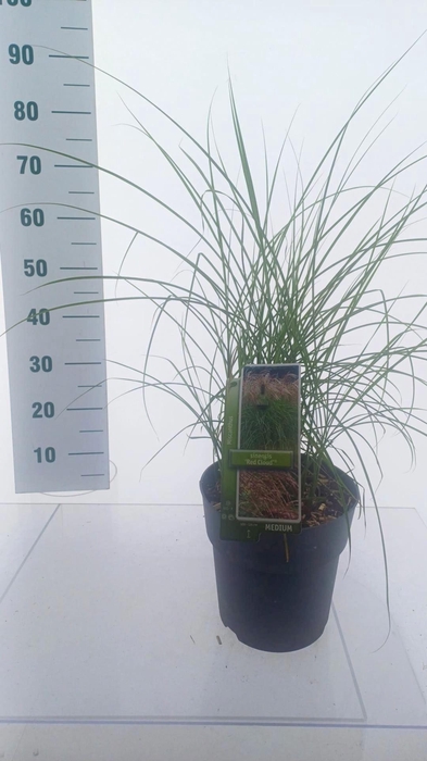 Miscanthus sinensis Red Cloud