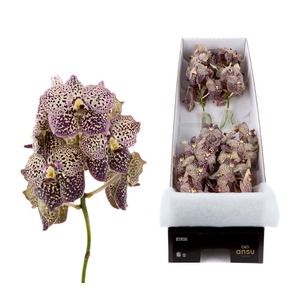 Vanda  'Sunanda Ocelot Sangria'