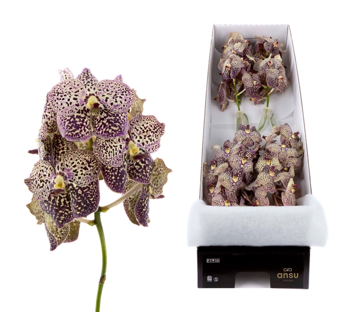 <h4>Vanda  'Sunanda Ocelot Sangria'</h4>
