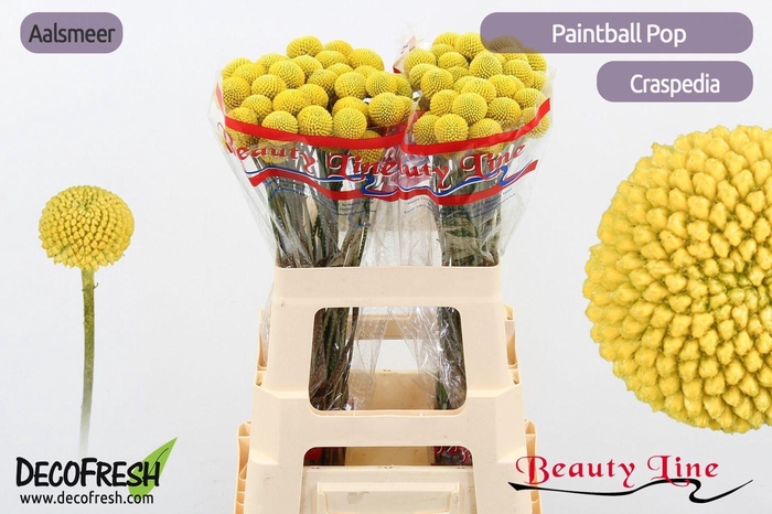 <h4>CRASPEDIA PAINTBALL POP CRAS PAINTB</h4>