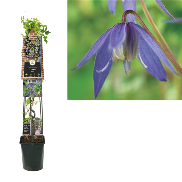 <h4>Clematis alpina +3.0 label</h4>