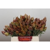 Kaaps Groen Plumosum Rubrum
