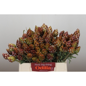 Kaaps Groen Plumosum Rubrum