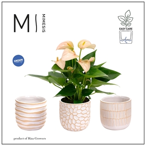 Anthurium Andreanum Grp Joli Peach