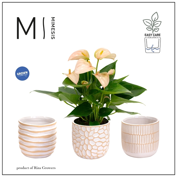 <h4>Anthurium Andreanum Grp Joli Peach</h4>