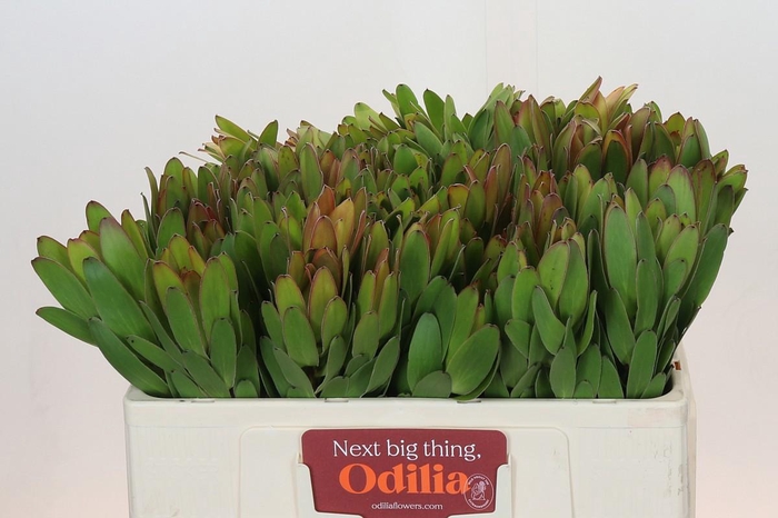 <h4>LEUCAD SAF GOLDSTRIK</h4>