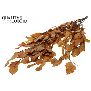 Fagus per bunch Preserved Yellow
