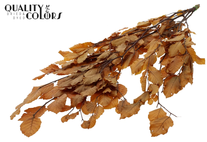 Fagus per bunch Preserved Yellow