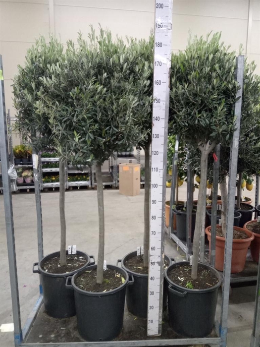 <h4>Olea europaea</h4>