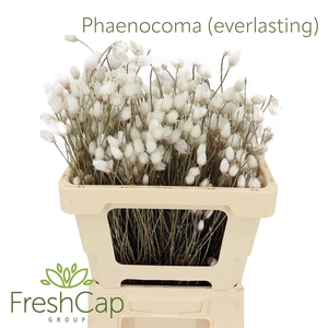 Phaenocoma (everlasting)