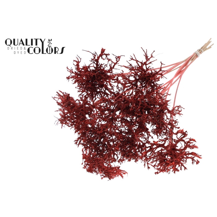 <h4>Dry Tree on stem Coral</h4>
