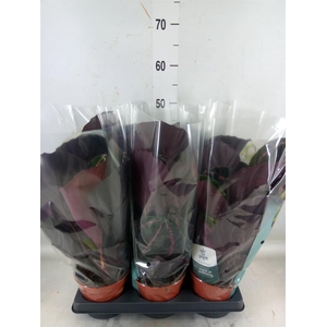 Calathea roseopicta 'Dottie'