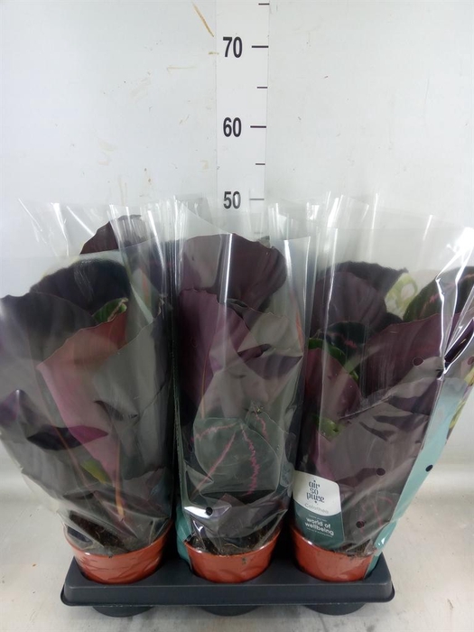 <h4>Calathea roseopicta 'Dottie'</h4>