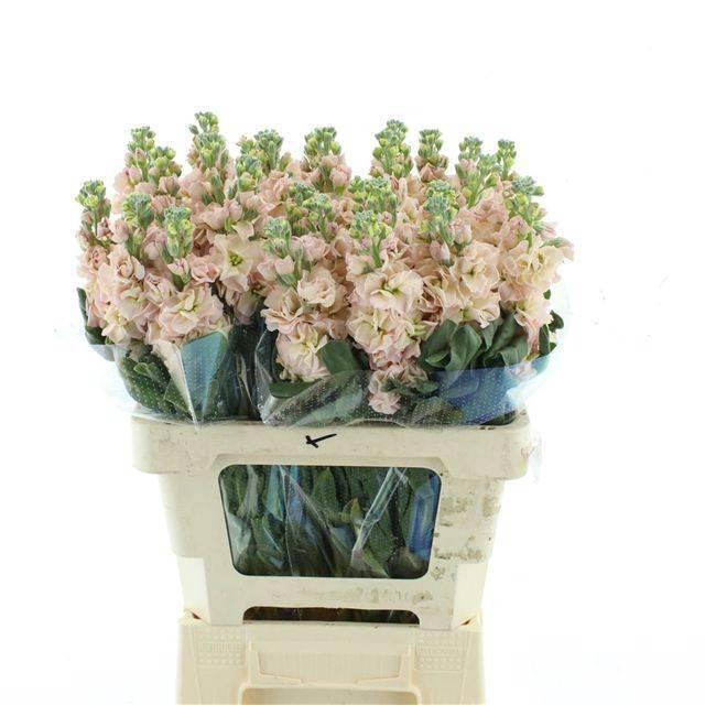 <h4>MATTH IRON APRICOT</h4>