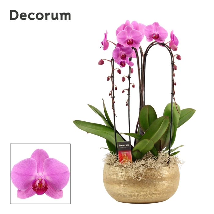 <h4>PHAL OV ROZE</h4>