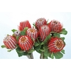 Banksia Coccinea