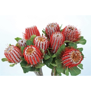 Banksia Coccinea