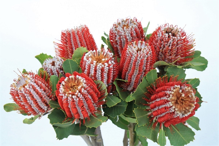 Banksia Coccinea