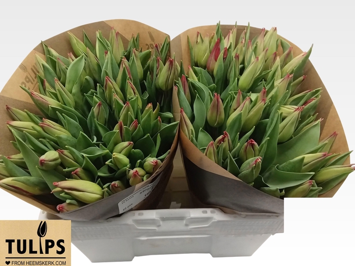 <h4>TU EN STRONG LOVE</h4>