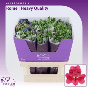 Alstroemeria Rome | Heavy Quality