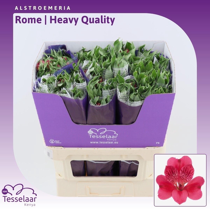 <h4>Alstroemeria Rome | Heavy Quality</h4>