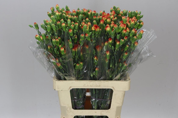 <h4>Di Tr Carimbo</h4>