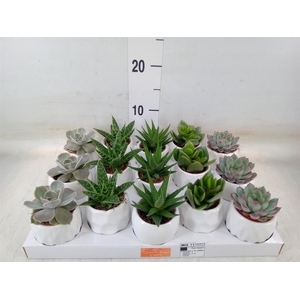 Succulents   ...mix 5