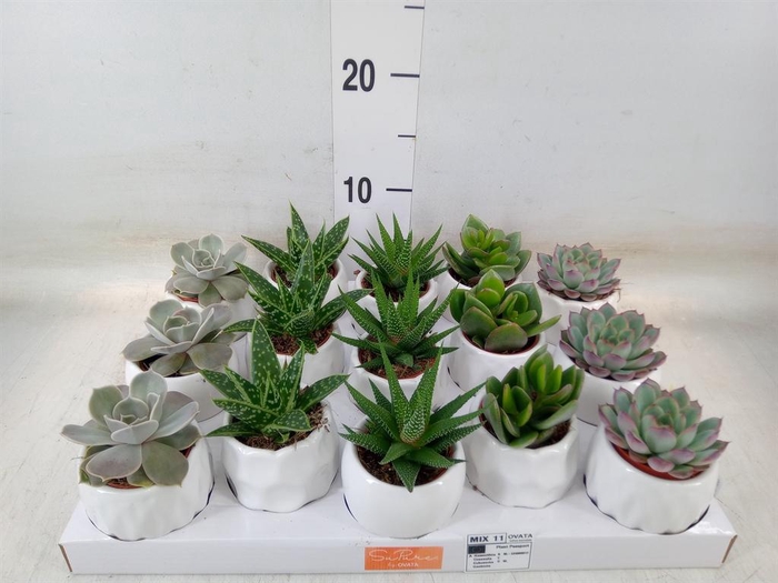 <h4>Succulents   ...mix 5</h4>