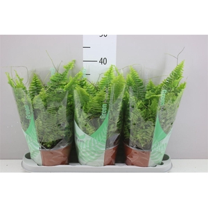 Nephrolepis Green Moment