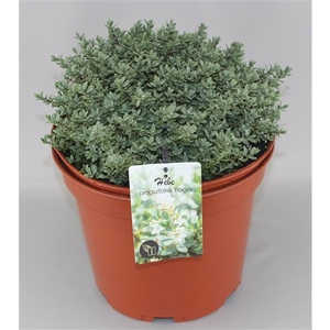 Hebe pinguifolia 'Pagei' C10