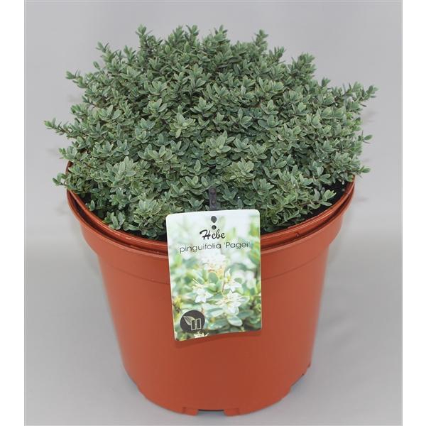 <h4>Hebe pinguifolia 'Pagei' C10</h4>