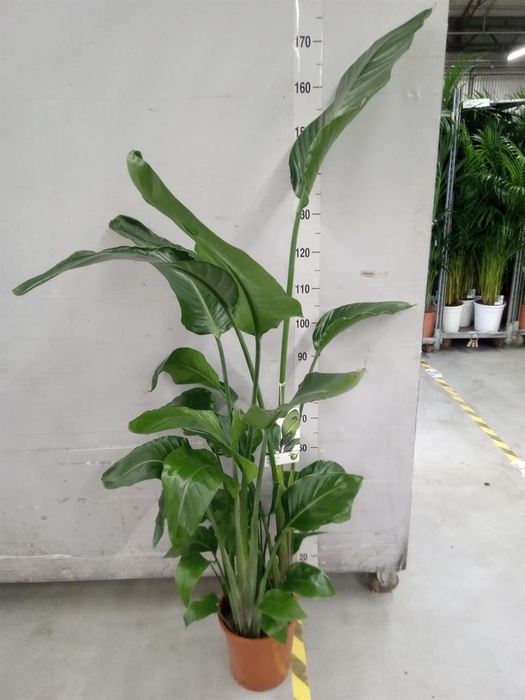 <h4>Strelitzia nicolai</h4>
