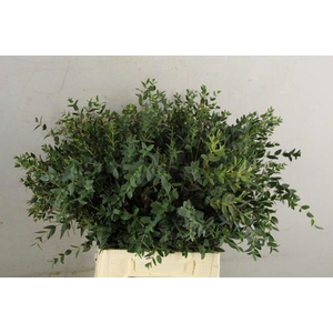 Eucalyptus Parvifoli Bs 200g