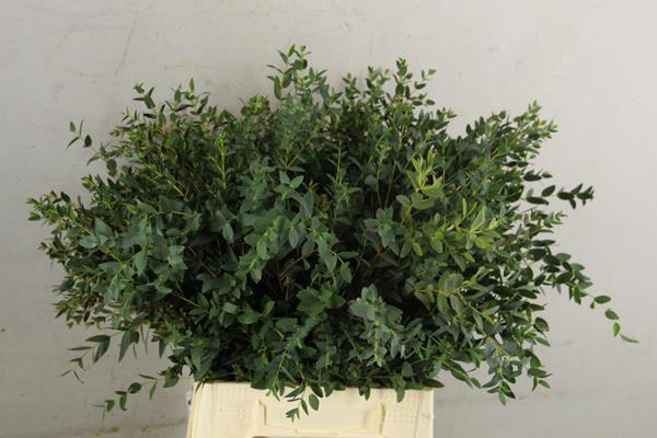 Eucalyptus Parvifoli Bs 200g