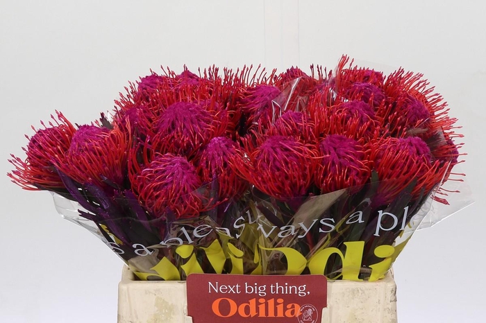 <h4>Nutans Painted Cerise</h4>