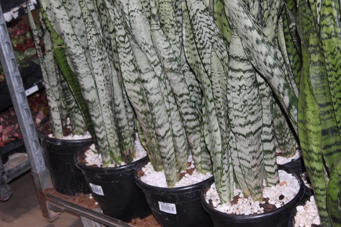 <h4>ESPADA SAO JORGE P24</h4>