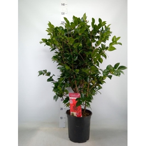 Camellia japonica