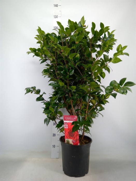 <h4>Camellia japonica</h4>