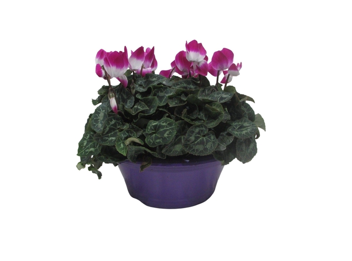 <h4>Cyclaam Fusion paars in schaal 23 cm</h4>