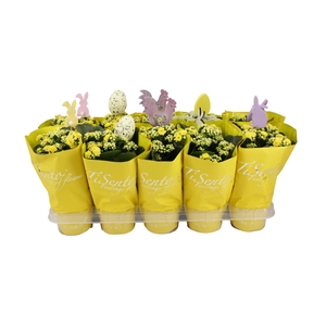 KAL GE PERFECTA YELL